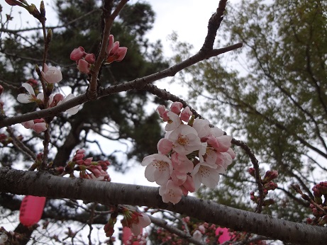 桜