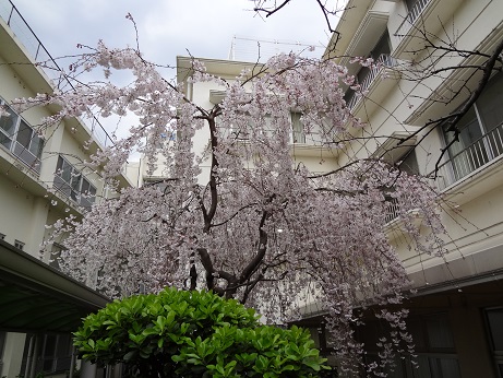 お花見遠足
